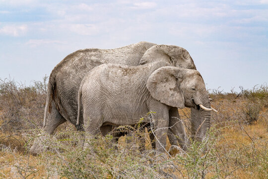 zwei elefanten auf der wanderung im trockenen etoshagebiet in namibia