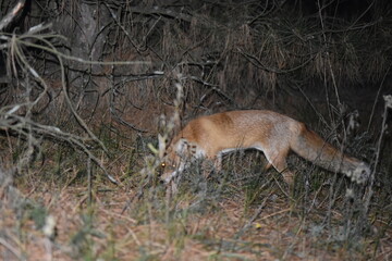 a beautiful shot of a fox in the forest