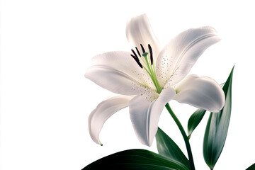 Fototapeta premium A close-up of the intricate stamens of a lily isolated white background