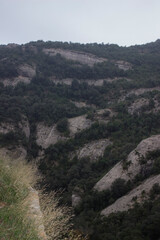 rocks in a green forest in fog and clouds.