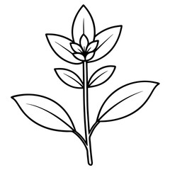 Medicinal Sage Plant SVG Illustration.