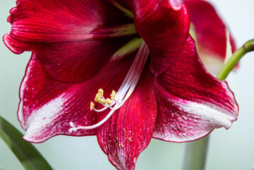 Flower petals. Amaryllis variety American Dream. Amaryllis flowers. Hippeastrum. Flower of Holland....