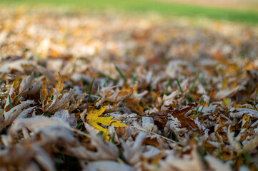 autumn leaves on the ground