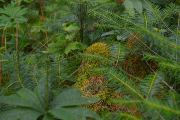 Fototapeta premium fern in the forest