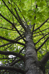 Fototapeta premium tree in the forest