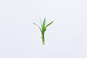 Pandan leaves (Pandanus amaryllifolius). Leaves are natural dyes and alternative ingredients for herbal medicine. Leaf texture. Food fragrance
