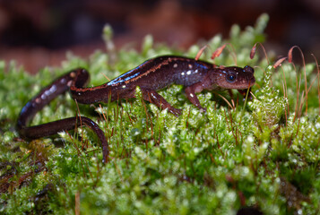 A salamandra-lusitânica ou saramântiga (Chioglossa lusitanica) é um anfíbio pertencente à ordem Caudata, endémico do noroeste da Península Ibérica. É a única espécie do género Chioglossa. A sua cauda 