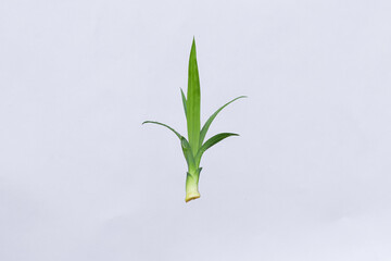 Pandan leaves (Pandanus amaryllifolius). Leaves are natural dyes and alternative ingredients for herbal medicine. Leaf texture. Food fragrance