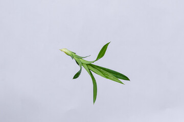 Pandan leaves (Pandanus amaryllifolius). Leaves are natural dyes and alternative ingredients for herbal medicine. Leaf texture. Food fragrance