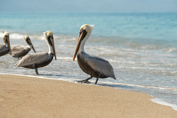 Many pelicans feeding at sandy beach. Sunny day, blue sky. Selective focus, blurred ocean waves and mountains in the background.