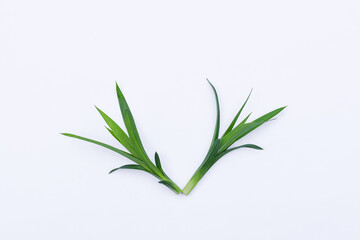 Pandan leaves (Pandanus amaryllifolius). Leaves are natural dyes and alternative ingredients for herbal medicine. Leaf texture. Food fragrance