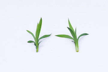 Pandan leaves (Pandanus amaryllifolius). Leaves are natural dyes and alternative ingredients for herbal medicine. Leaf texture. Food fragrance