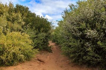 A Winding Dirt Path Through a Lush Green Forest