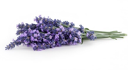 Obraz premium A bunch of lavender flowers on a white background