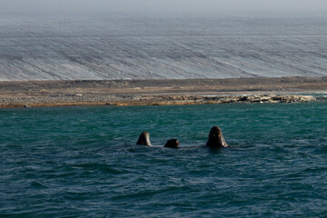 Walruses in front of Kvitoya Island, Svalbard