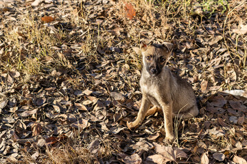 Brown puppy sits on dry last year's leaves. Portrait, puppy looking at camera. Life of homeless animals on street