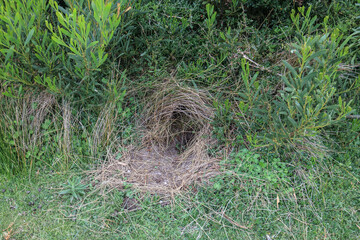 A Wombat's Secret Underground Lair: A Peek into Nature's Hidden Burrows