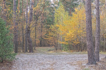 road among trees with colorful leaves in autumn forest in nature