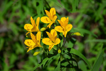 Fototapeta premium Bright yellow alstroemeria flowers in full bloom against a green, leafy background.