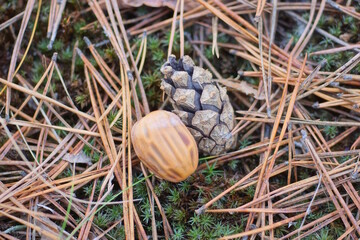brown oak acorn and grey pine cone lie on green moss among dry pine needles in autumn forest