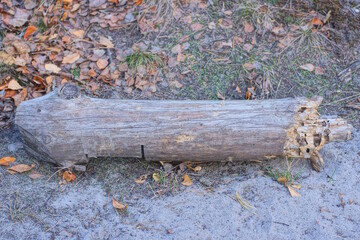 one of brown pine tree log on the ground in the forest