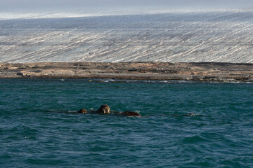 Walruses in front of Kvitoya Island, Svalbard