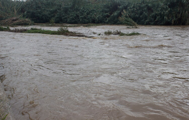 dirty mountain river with a fast flow, with green trees and bushes by the bank.