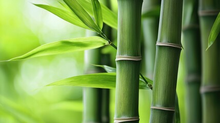 Obraz premium Close-up of green bamboo stalks with leaves.