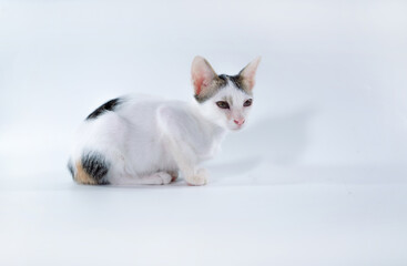 cute kitten  sitting isolated on a white background.