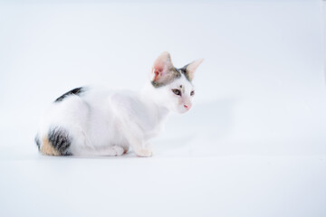 cute kitten  sitting isolated on a white background.