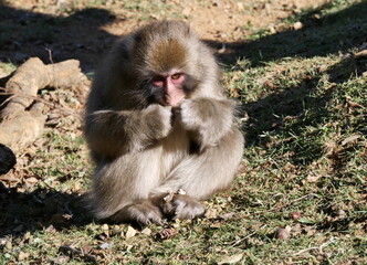 japanese macaque in Arashiyama, Kyoto, japan. Isolated snow monkey portrait in sunlight, sitting on the ground. 
