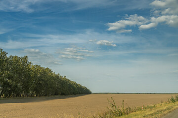 A field with a row of trees and a clear blue sky