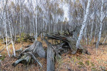 A large tree trunk lies on the ground in a forest