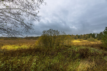 A field of grass with a tree in the middle