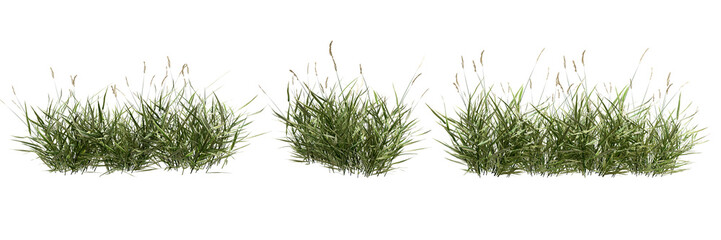 green grass isolated on white
