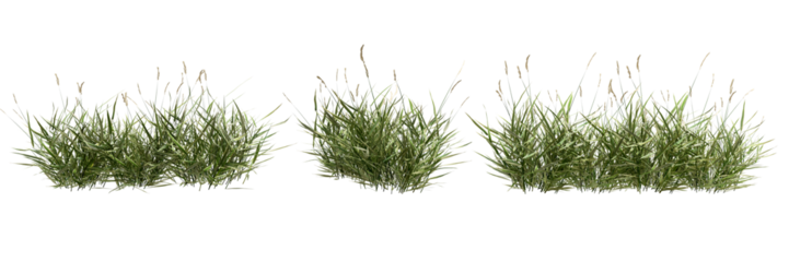 green grass isolated on white