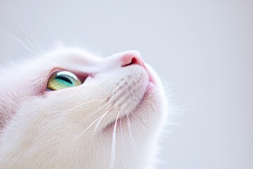 Close-up of a curious white cat gazing upwards in soft natural light