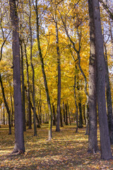 Fototapeta premium A forest with trees that are yellow and brown