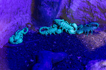 Several scorpions illuminated by UV light.
