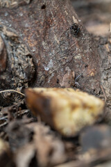 A small black grasshopper spider and a piece of banana.
