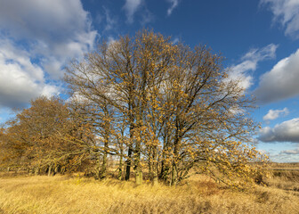 A tree with leaves on it is in the middle of a field