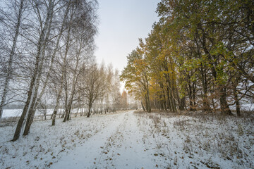 A snowy field with trees in the background