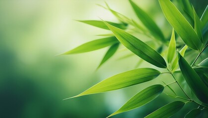 Fototapeta premium Art of Soft focus on bamboo leaf pattern, gradient greens, elegant simplicity greeting card