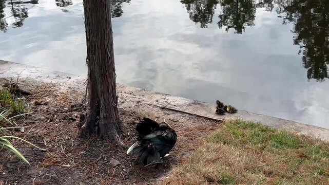 Muscovy duck with its babies in Houston, Texas lakes