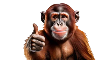 Fototapete monkey giving a thumbs up isolated on white background, png transparent © Animaflora PicsStock