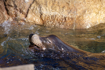 Sea lion with eyes closed enjoying a water and swimming in front of rock