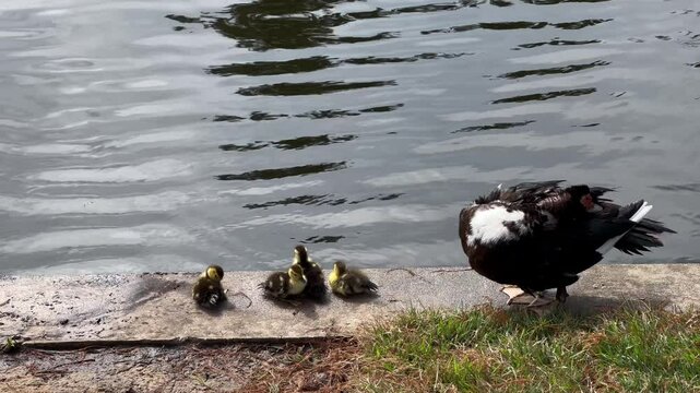 Muscovy duck with its babies in Houston, Texas lakes