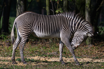 A zebra cleans its leg outside.
