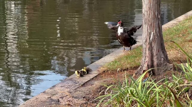 Muscovy duck with its babies in Houston, Texas lakes