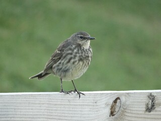 Close-up view of Rock Pipit perching on the top of a horizontal wooden fence
